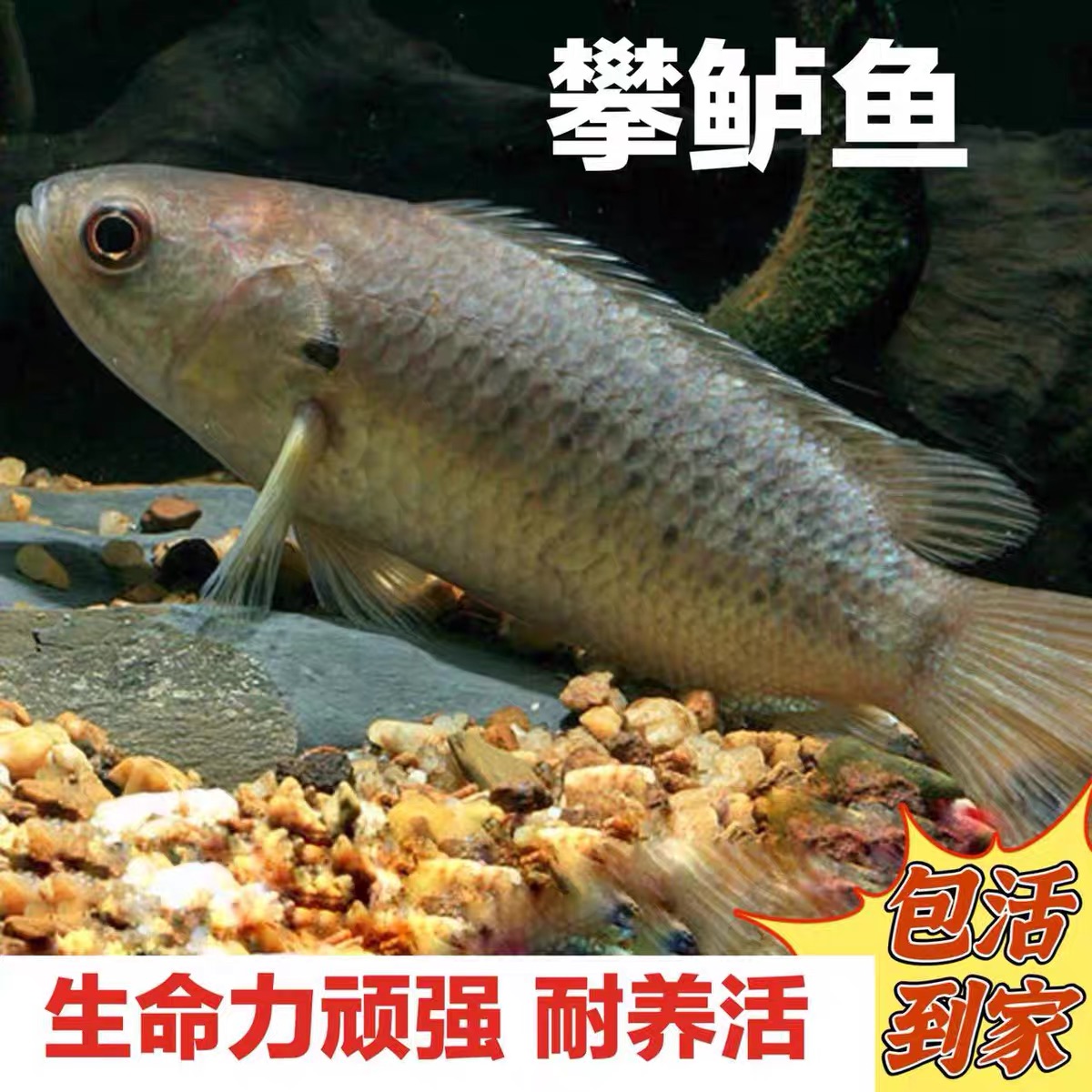 攀鲈鱼观赏鱼耐养鱼淡水鱼不用氧热带鱼巴毛过山鲫会走路的鱼耐养