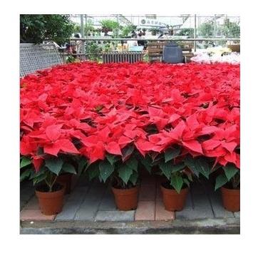 一品红种子 室内观叶植物 圣诞花卉盆栽 阳台 四季  圣诞红包邮