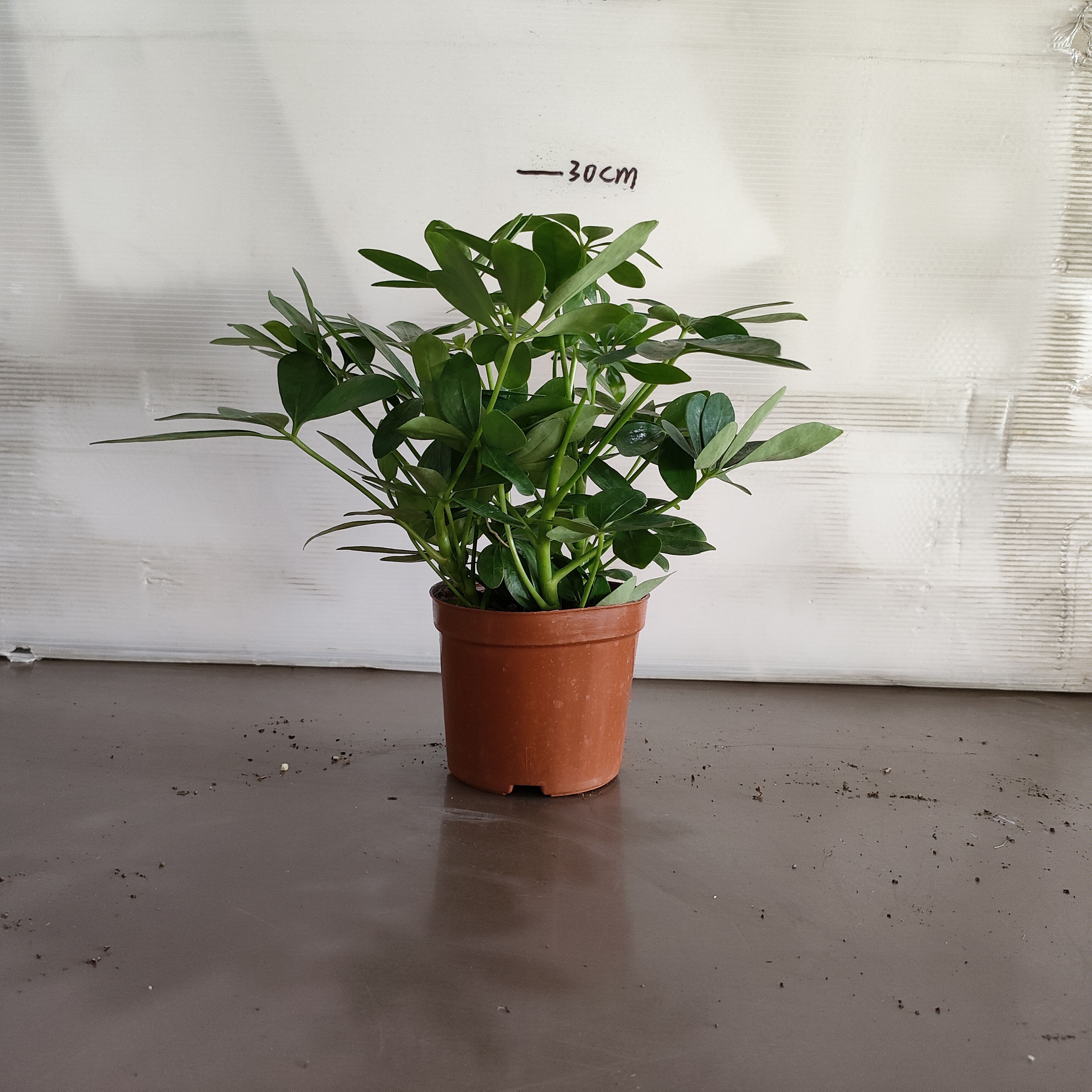 鸭脚木。净化空气，耐养，四季常绿。从乌鲁木齐发货，全疆包邮