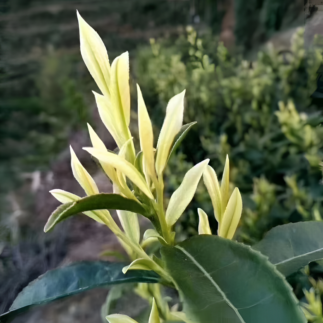 鸦鹊山奶白茶高山绿茶2025春茶新茶