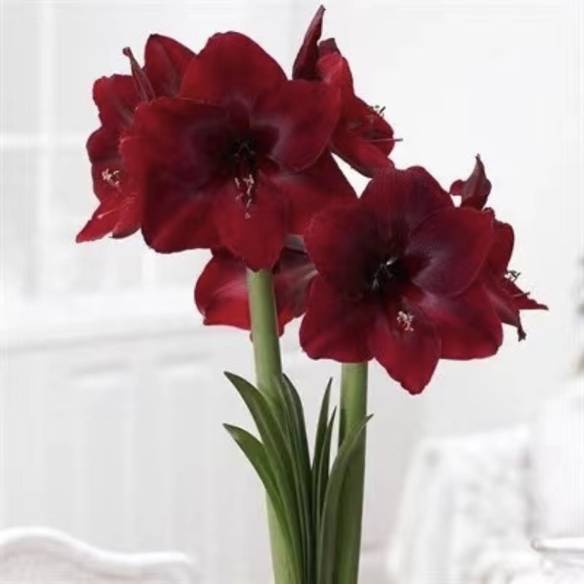 【安第斯阳光～进口单瓣】朱顶红种球  花班长园艺  任意满两个包邮 