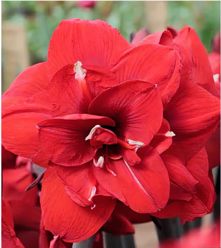 【国王/双皇～自然球重瓣】花班长任意满两个包邮朱顶红花朱顶红