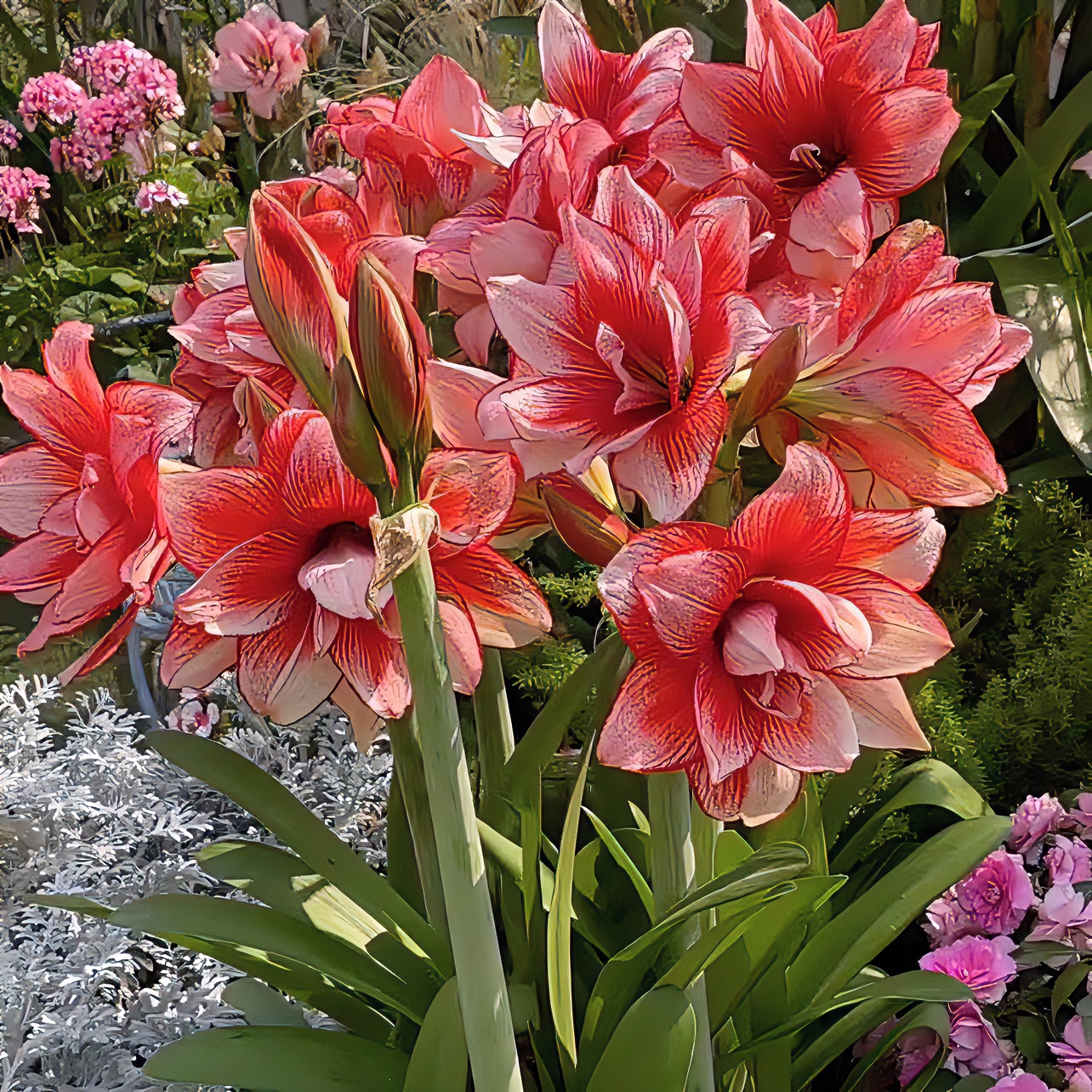 【鬼魅～自然球重瓣】采收原生低温室内朱顶红北方浇水种植叶子