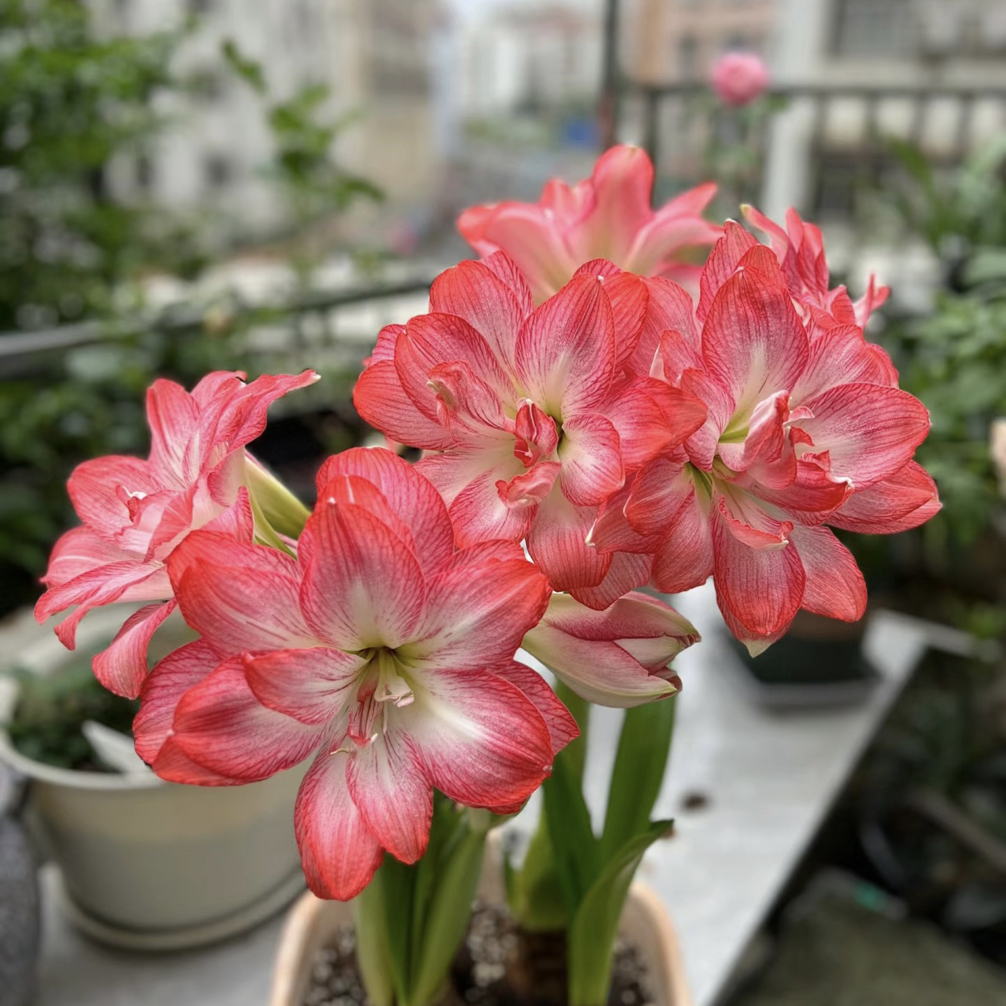 【梦露～开花球坨重瓣】A室内朱顶红种植浇水采收老根叶子根系北