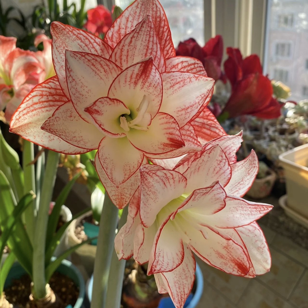 【蒂卡之星～特价重瓣】室内绿植朱顶红种植浇水造景采收老根北