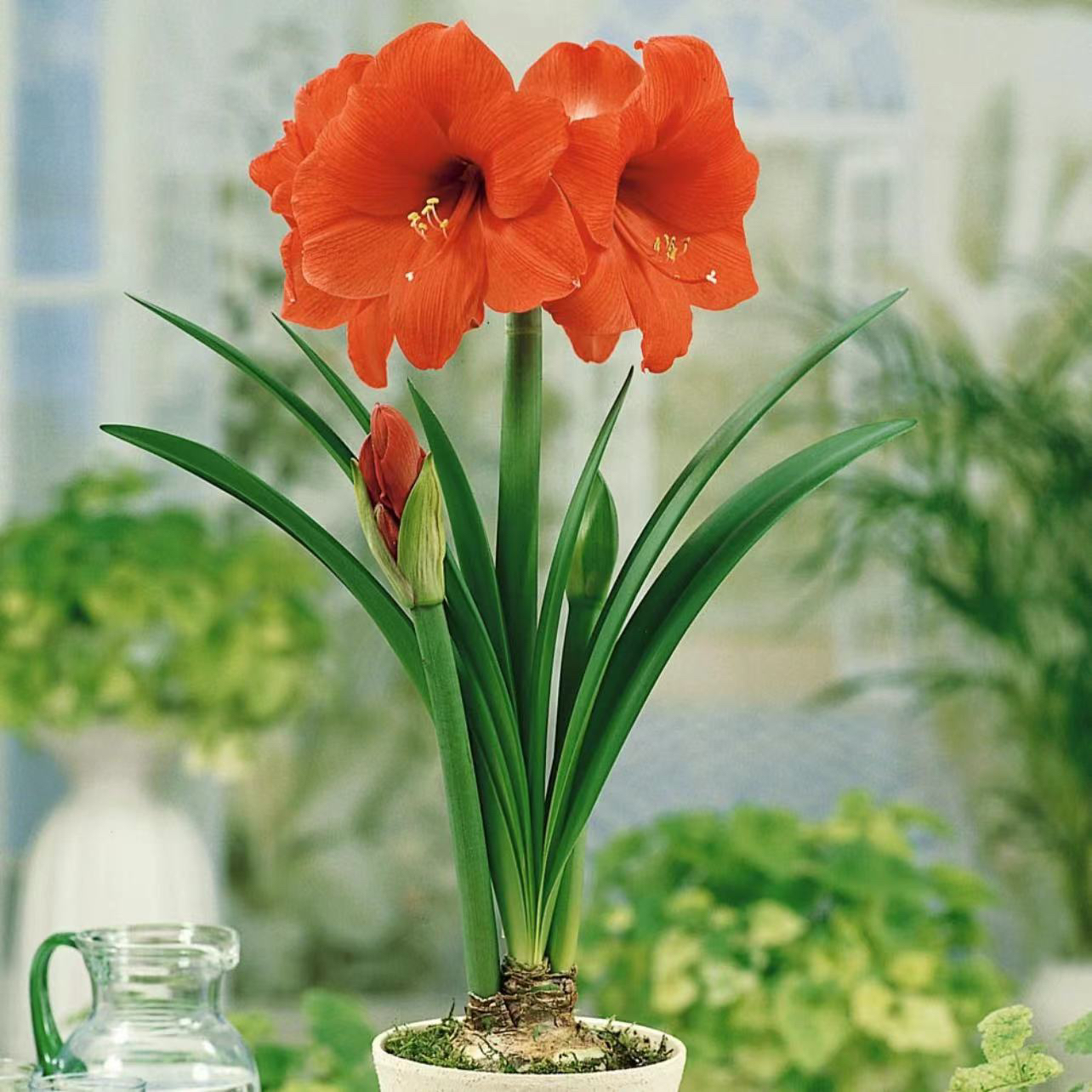 【橙色塞维～进口球单瓣】朱顶红种球 花班长园艺 任意满两个包邮