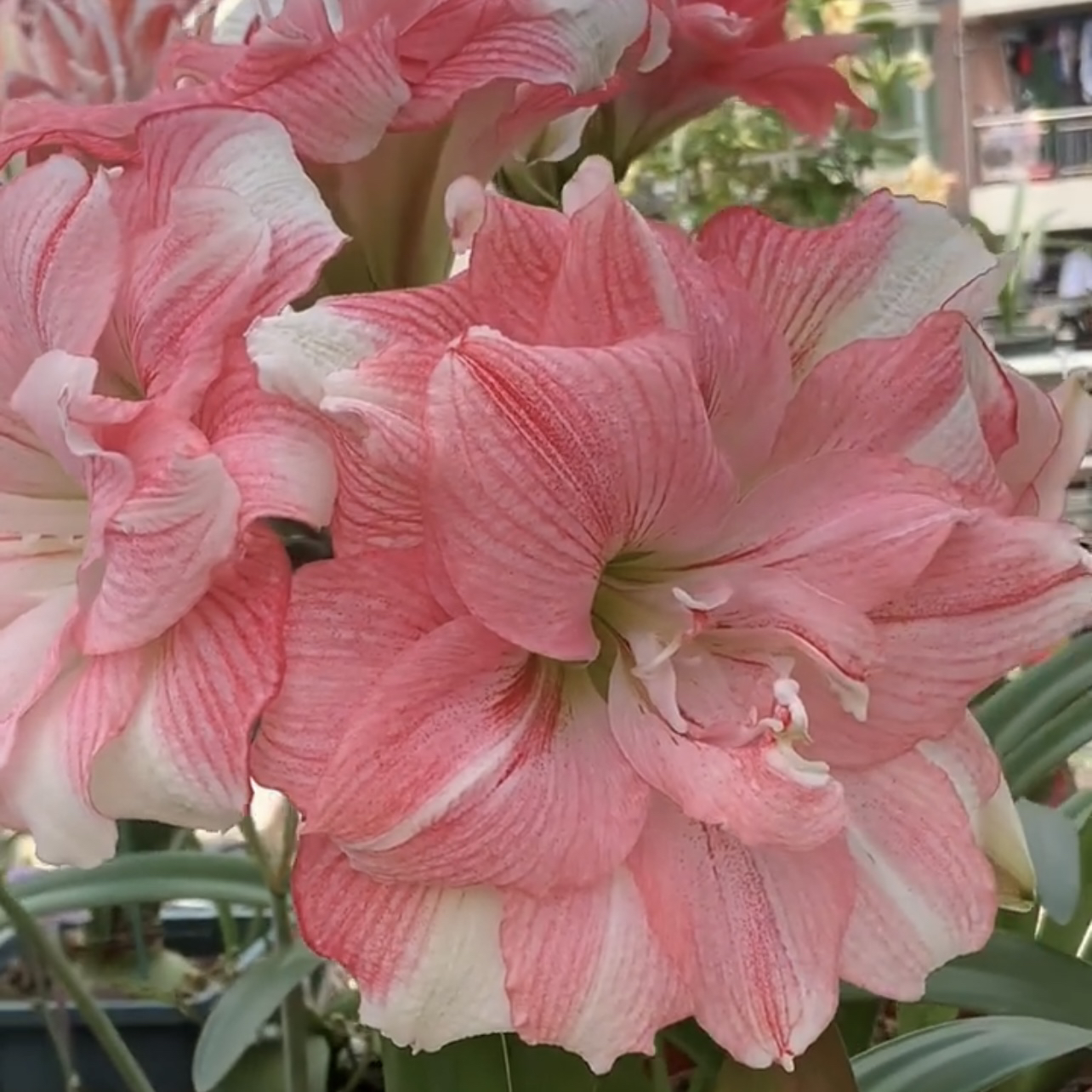 【卡布鲁斯秘鲁～进口球重瓣】室内朱顶红种植浇水采收老根叶子根系