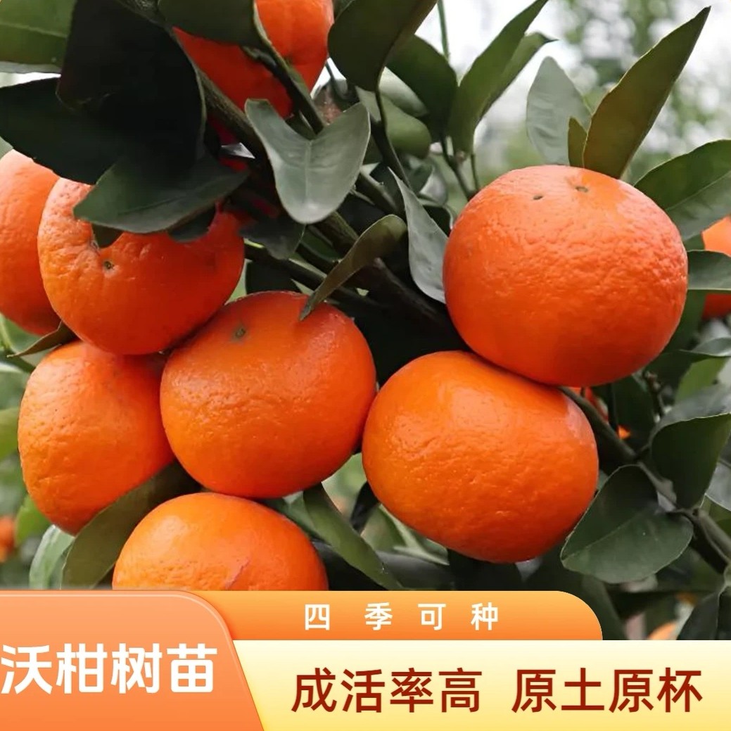 沃柑杯苗庭院种植花园植物绿植苗好活基地直发