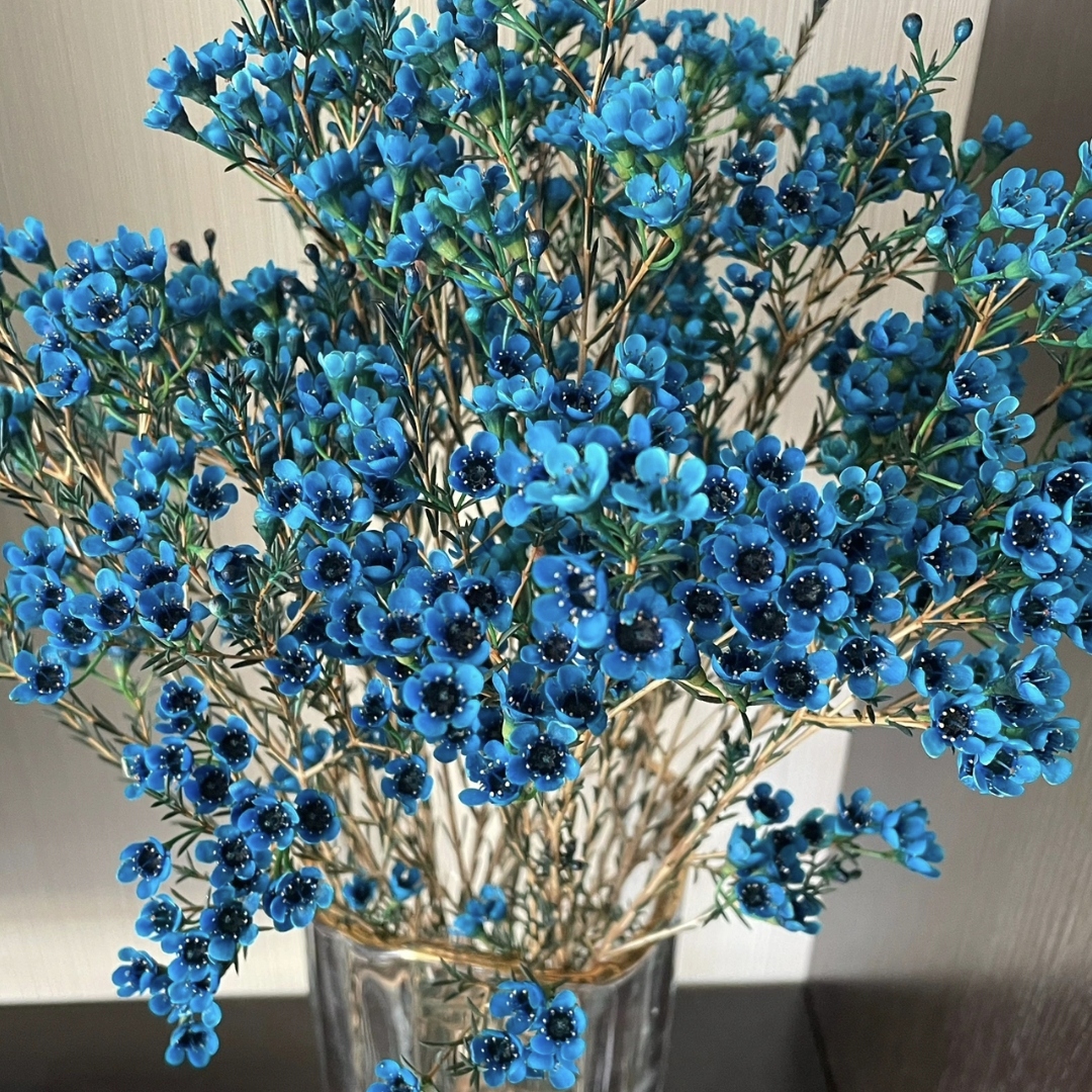 腊梅20％以内花损不售后云南昆明基地直发