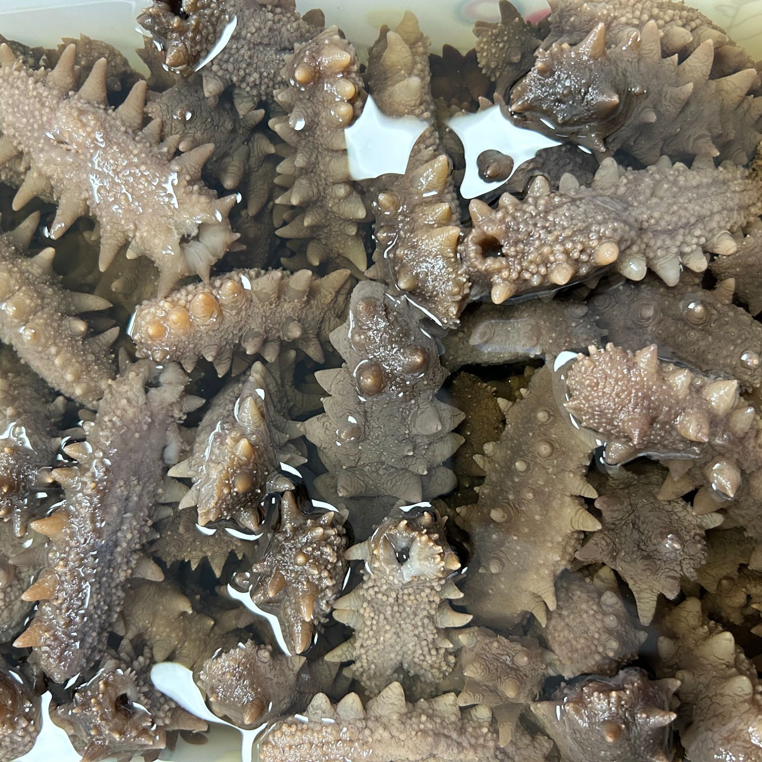 干海参代泡发及快递资费