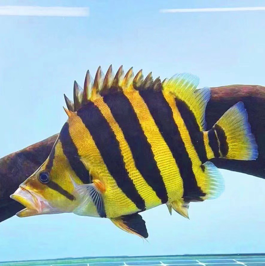 苏门答腊赛级球虎，包邮包活包健康到家