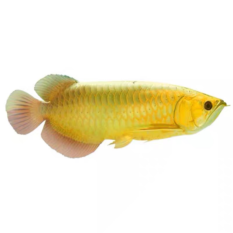 马来西亚纯血金龙，证书芯片齐全，包邮包活到家