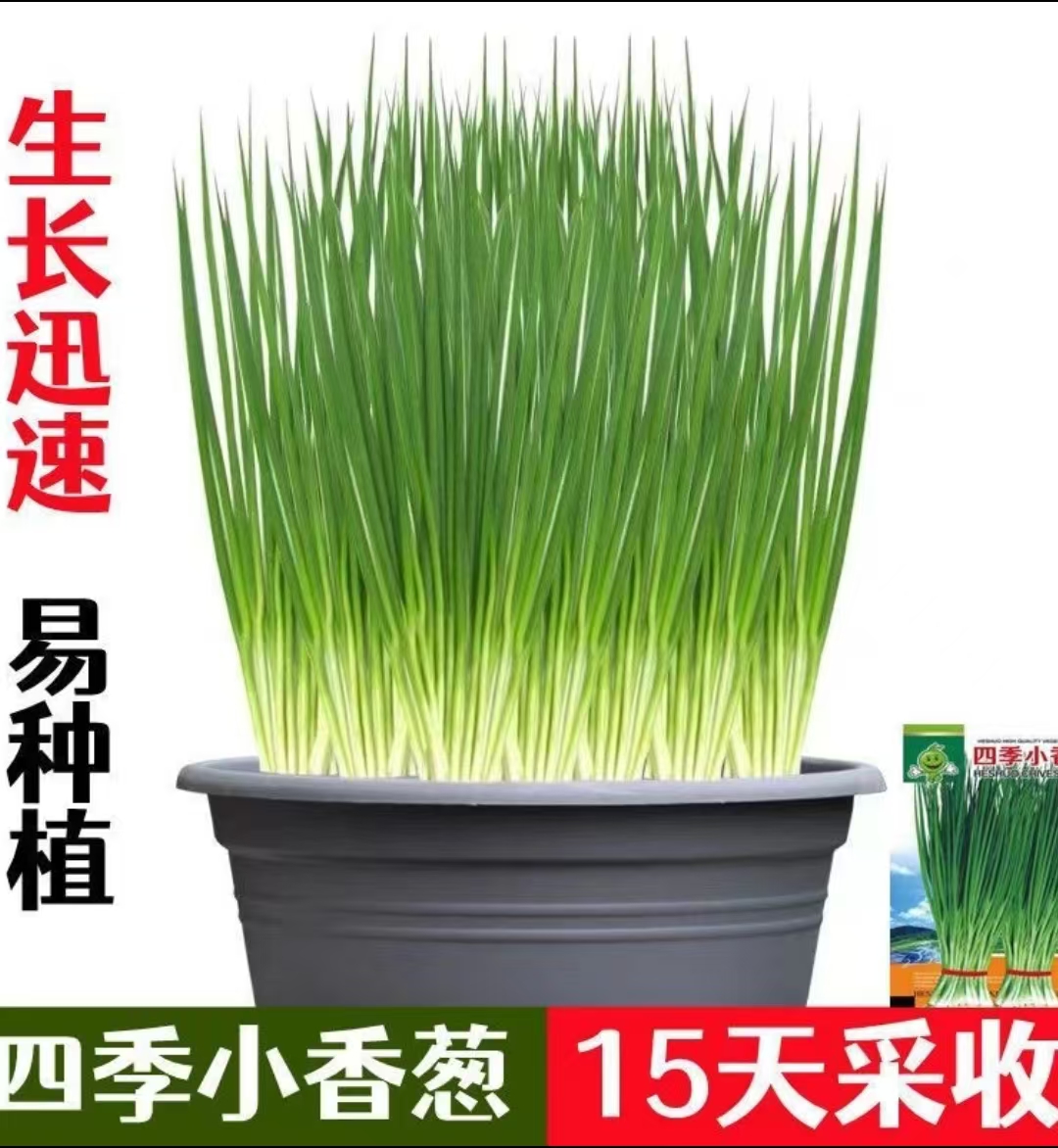 四季小香葱盆栽【带盆发货】