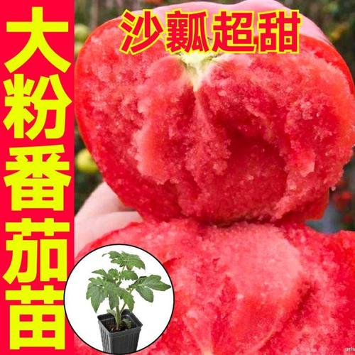 大毛粉苗秧带土老品种沙瓤超甜西红柿种子蔬菜四季春秋籽精品育苗