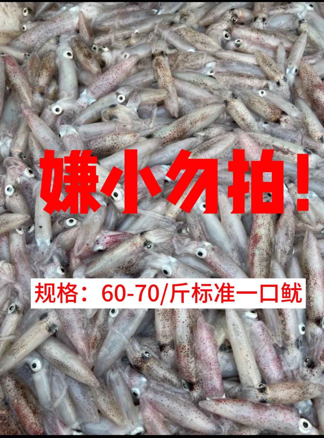 北海本港野生一口鱿 海兔 一口管 5斤（一斤40-50条）