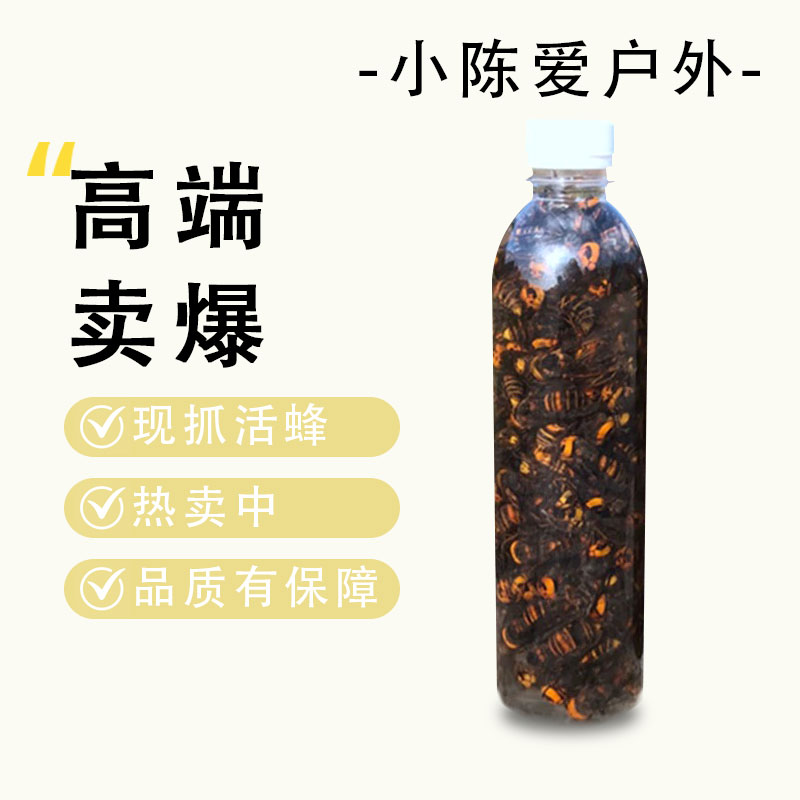 金环虎头蜂地雷蜂100只装当天现抓老蜂地雷蜂老蜂金环虎头蜂活泡