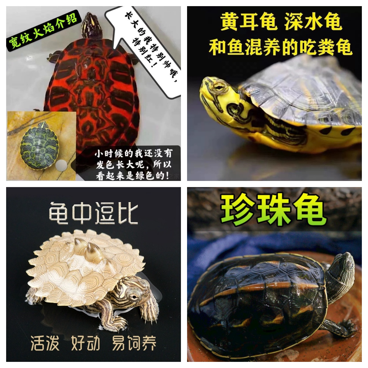 人工养殖中华草龟黄金巴西龟小乌龟小型乌龟鱼缸深水龟冷水乌龟