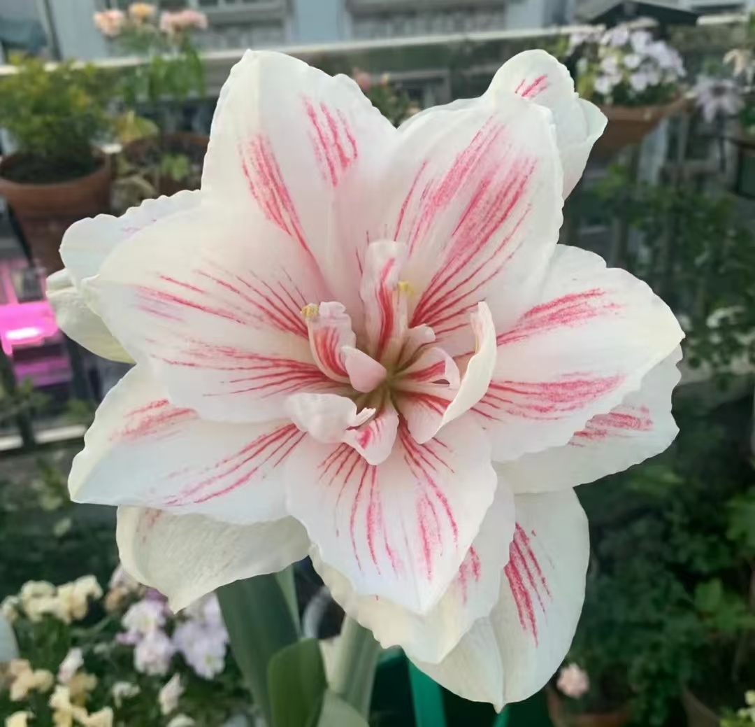 【水彩画】~青州品韵荷兰进口朱顶红种球重瓣