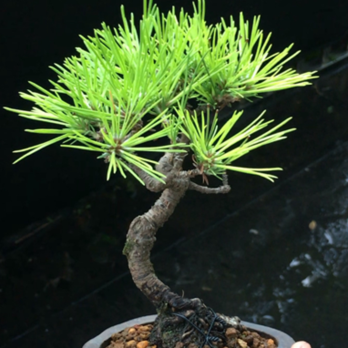 庭院景观黑松居家装饰黑松造型山采黑松盆景