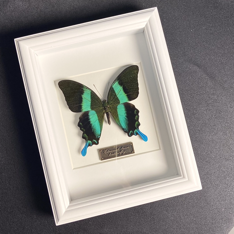 【草木精灵】爱神凤蝶真蝴蝶标本画框玻璃罩摆件送礼收藏绝佳装饰