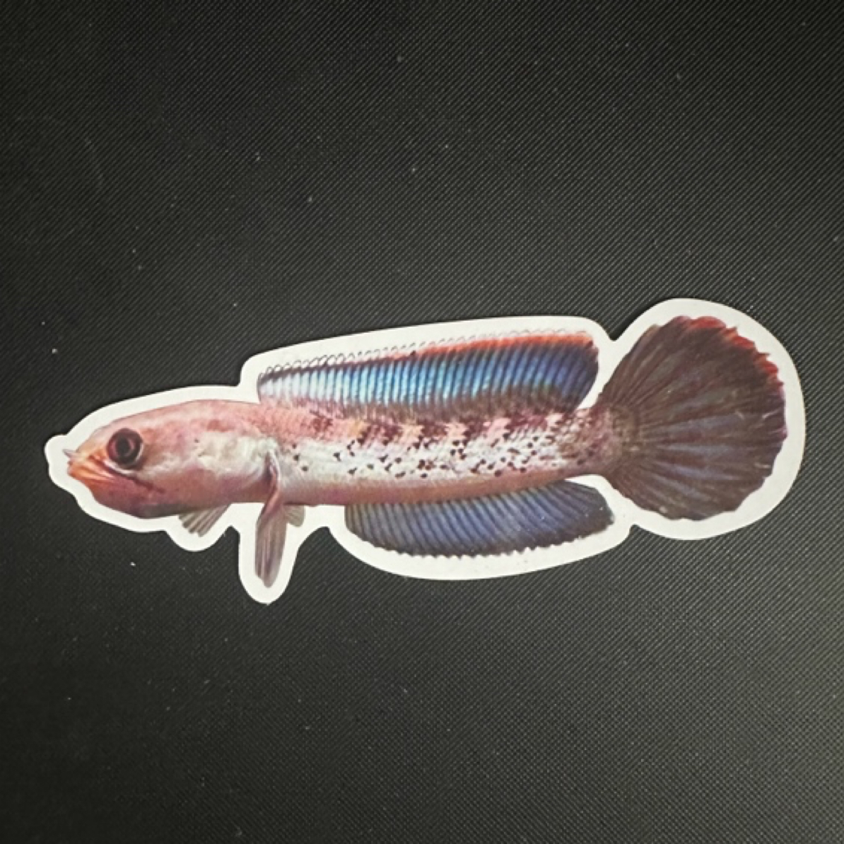 雷龙训鱼卡片斗鱼训练工具养鱼训练2片逗鱼卡片加厚pvc双面压膜