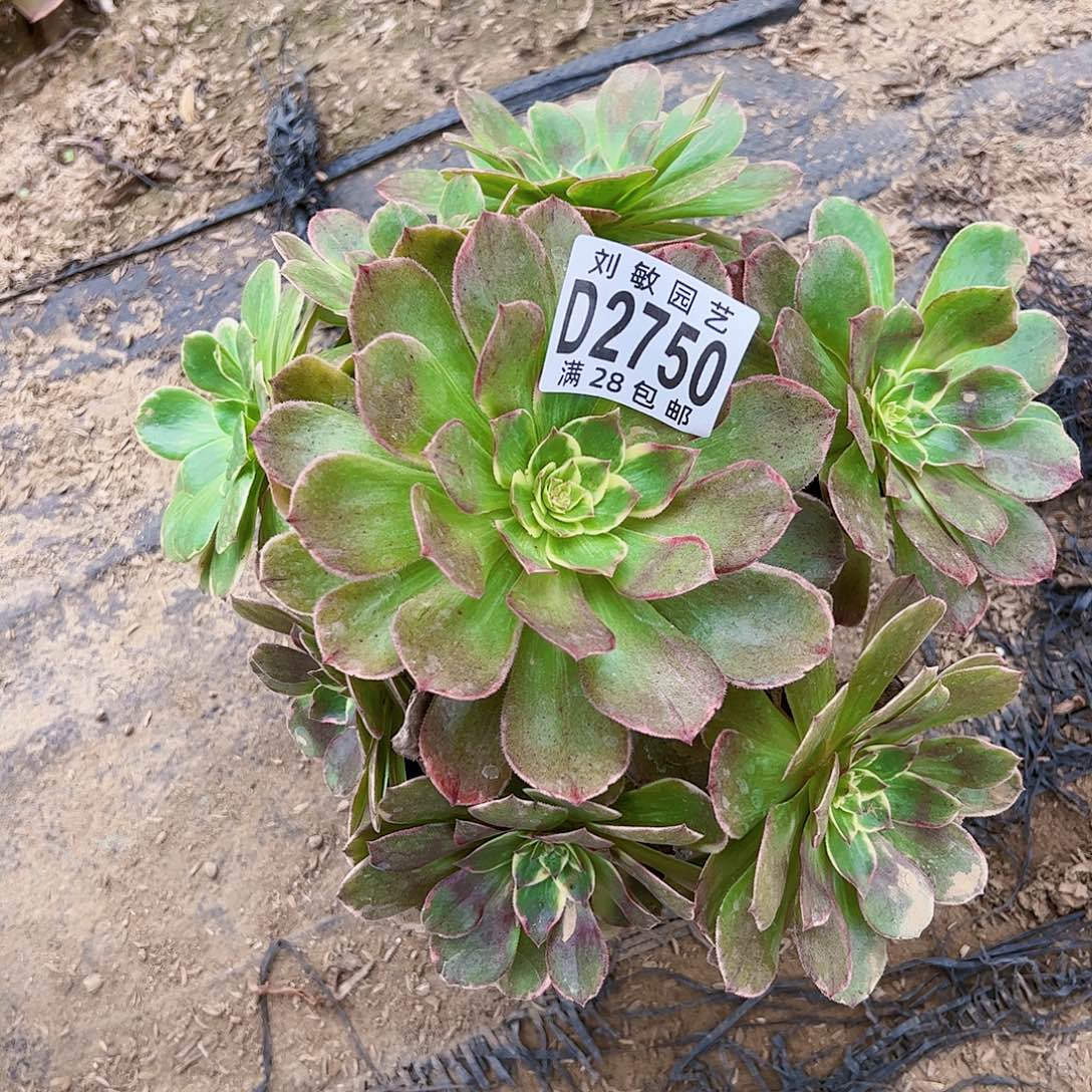 莲花座多肉植物法师2750