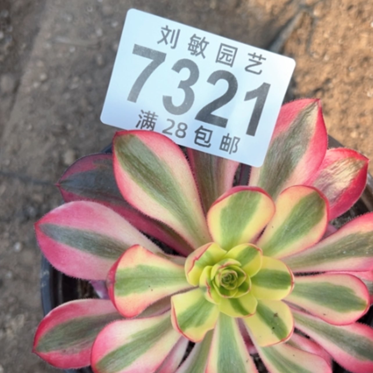 【闪购商品】7321啊菠萝