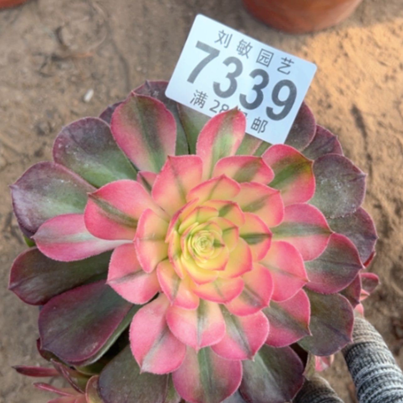 【闪购商品】7339糖心