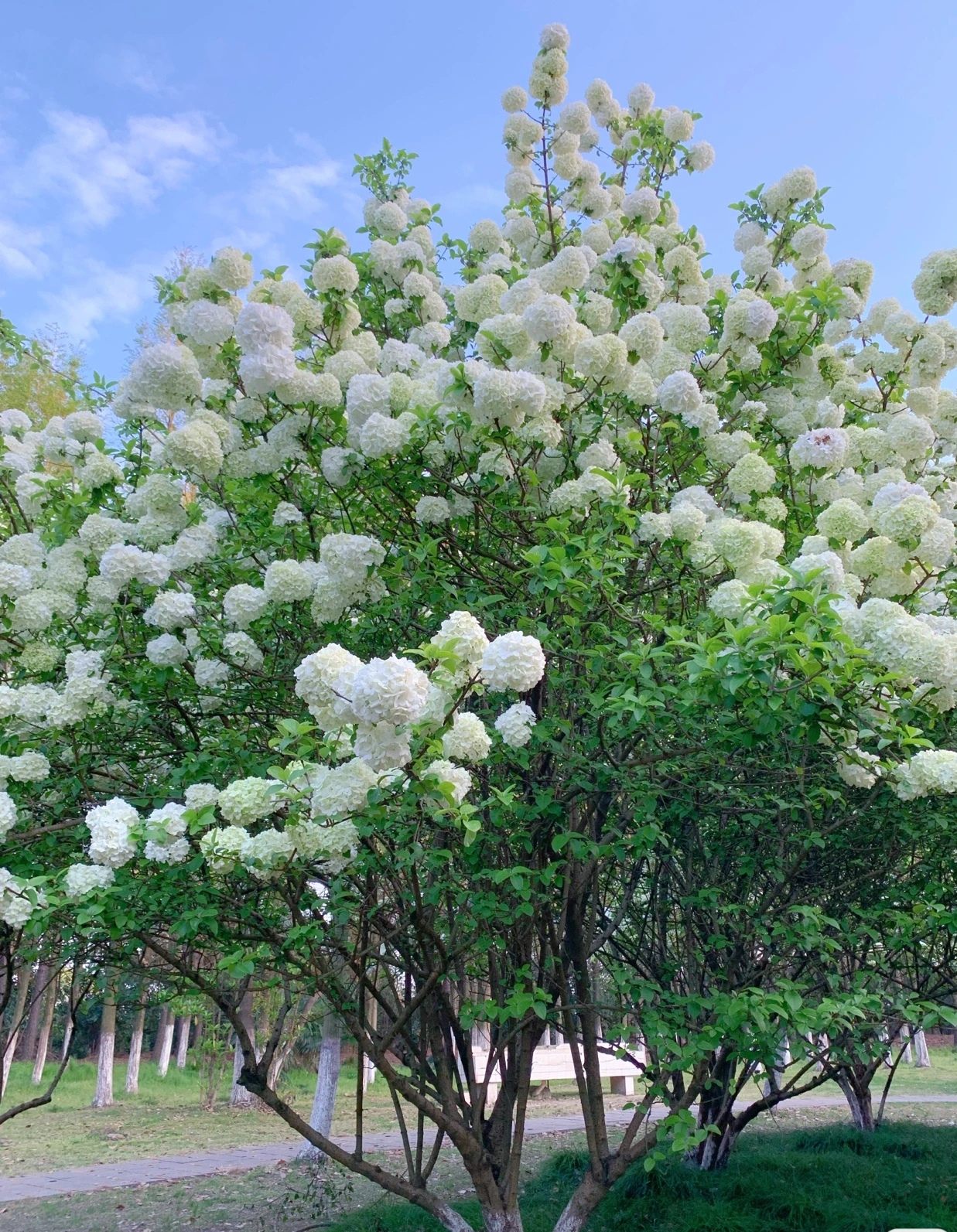 中华木绣球 盆栽容器苗