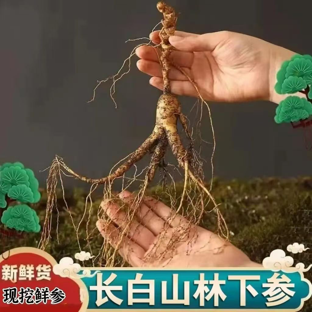 长白山林下参，一物人参一拍
