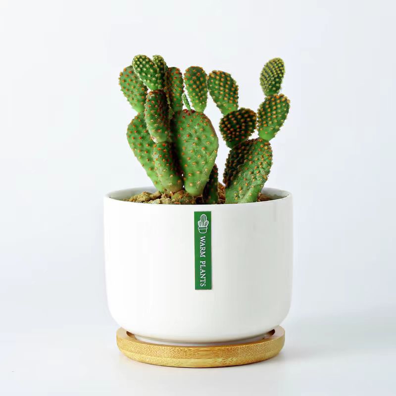 1043盆栽防辐射仙人掌