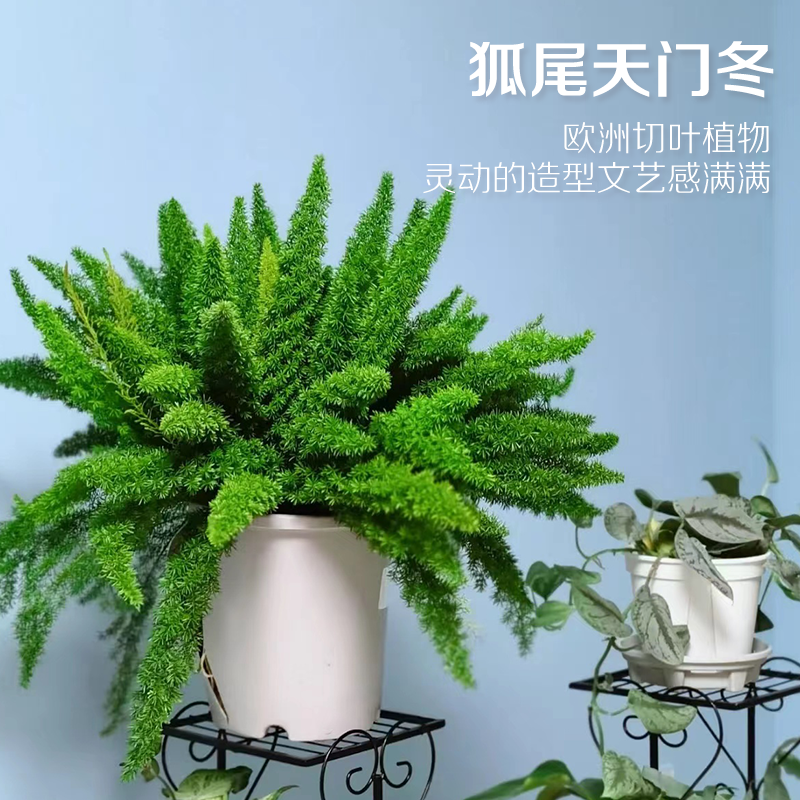 Hodo 红豆园艺狐尾天門東盆栽绿植桌面阳台室内观叶植物好养 米选 一站式智能带货电商服务平台by Mixuan Com