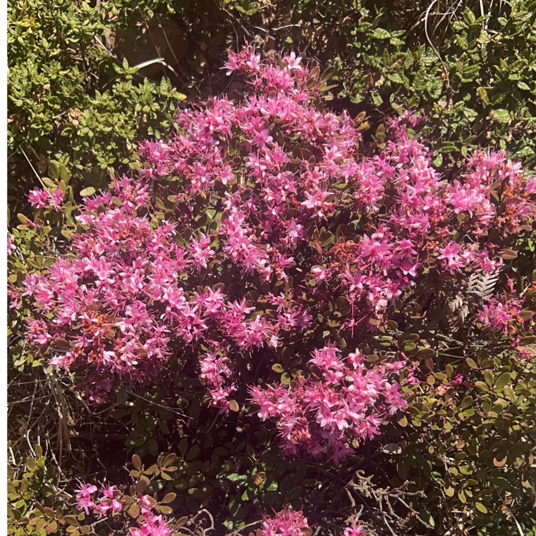 烈香杜鹃花（福利款）