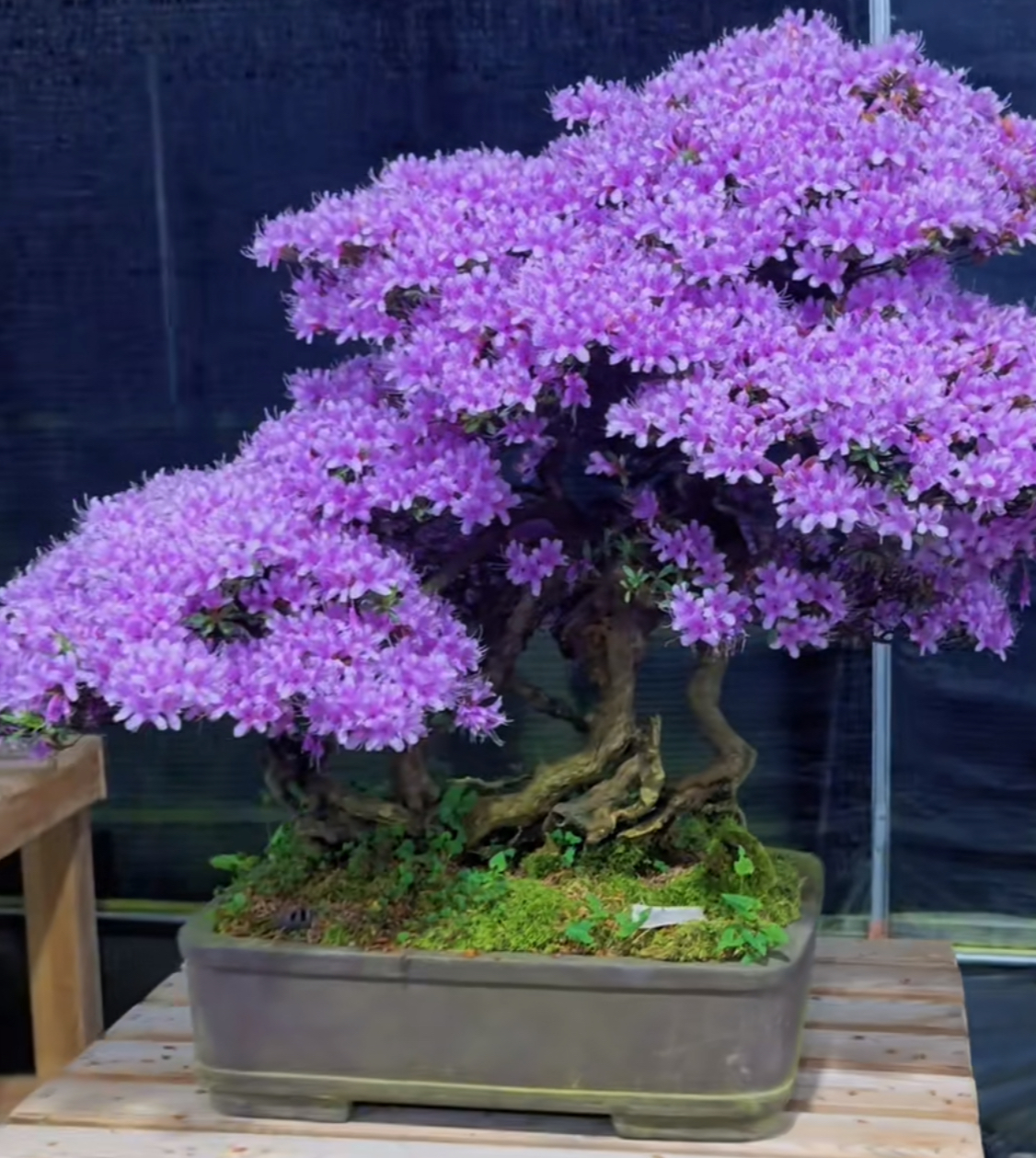 米叶檀香杜鹃花盆景  一物一拍 所见即所得杜鹃花