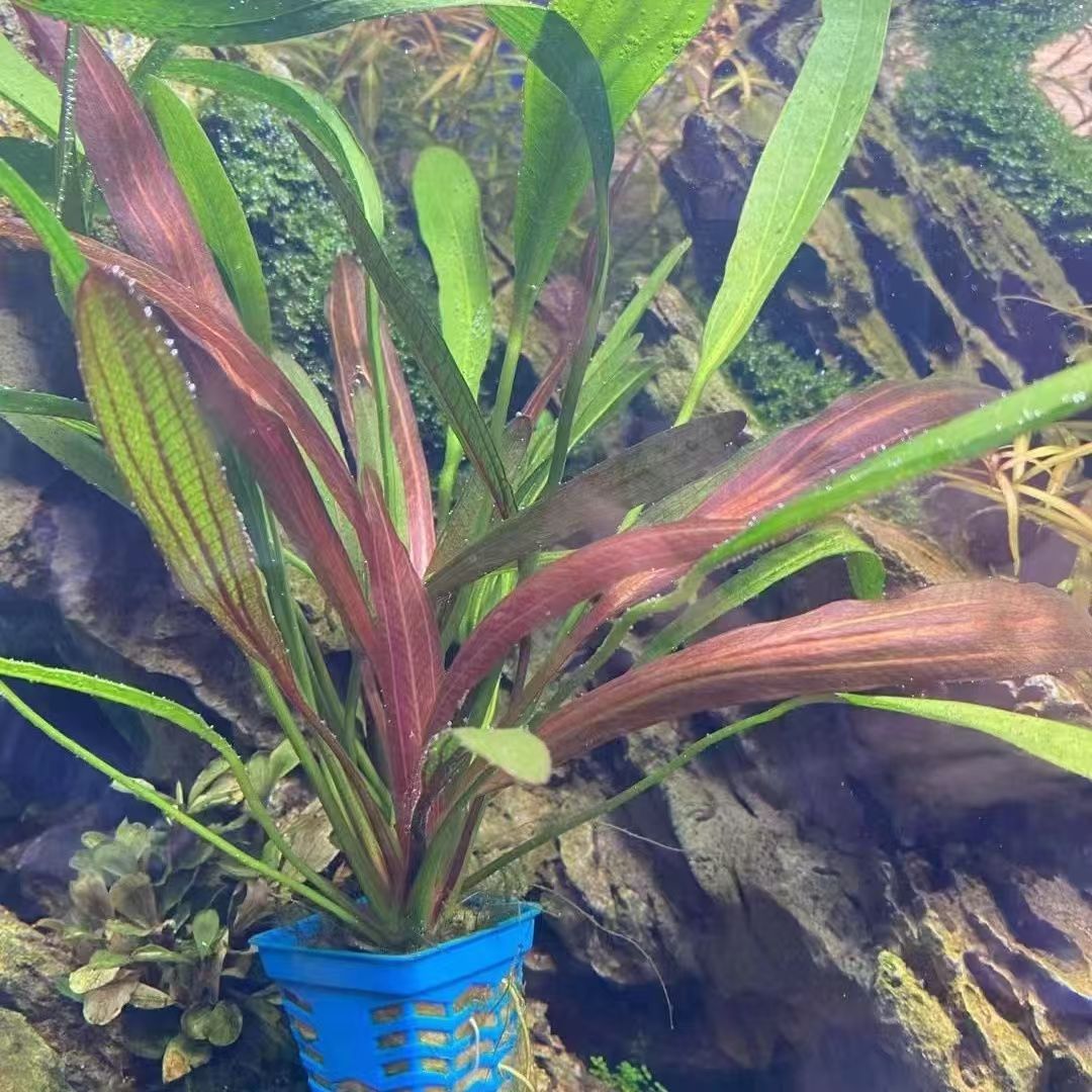 红玫瑰皇冠阴性水草懒人入门级水族淡水植物新手好养鱼缸造景