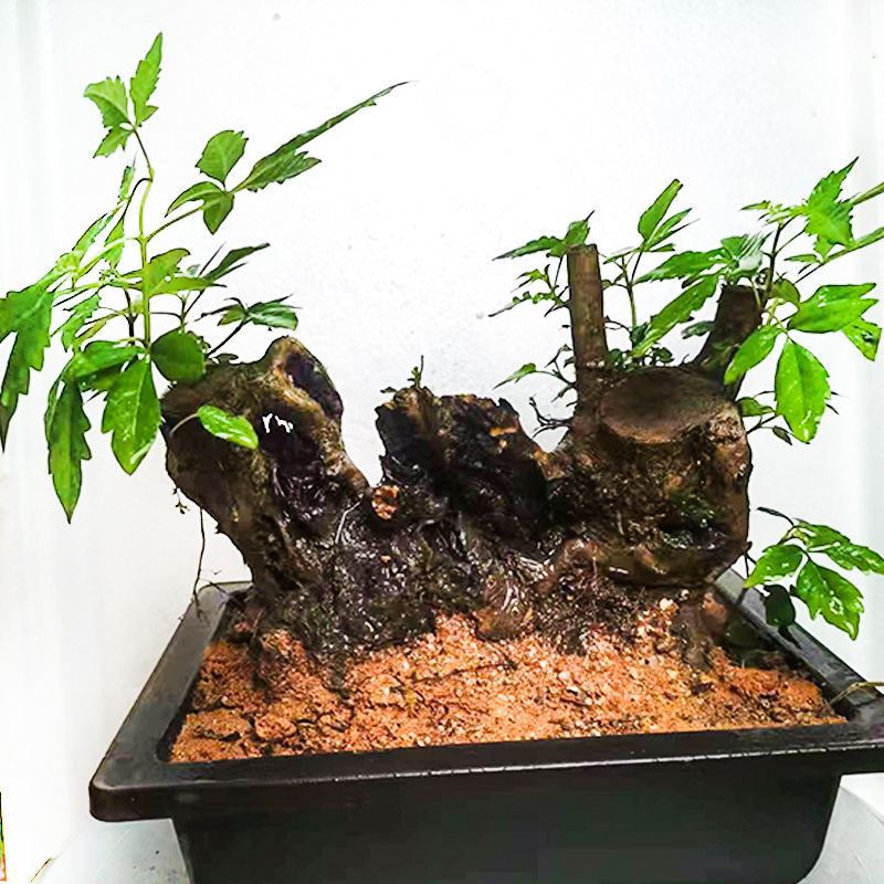 黄荆赤楠映山红绿植片仅做参考以主播展示的实际植物为准一物一拍