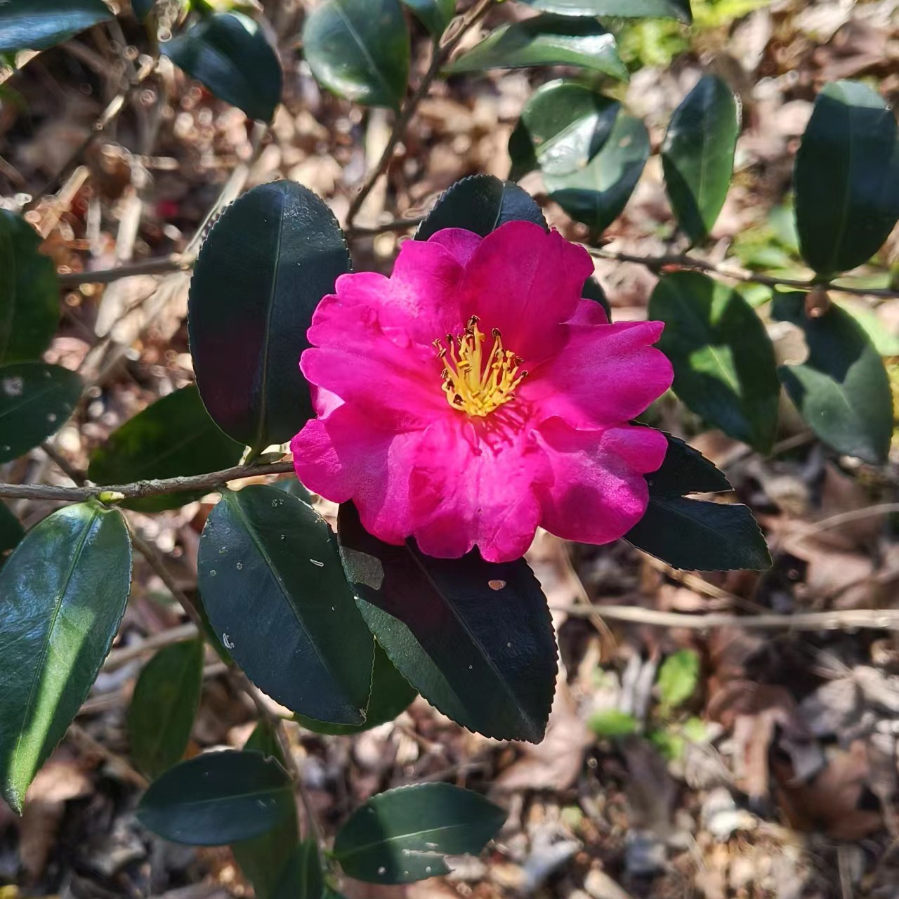 茶梅基地直发 规格齐全 款式多样化 花开爆满，花期长，四季常青