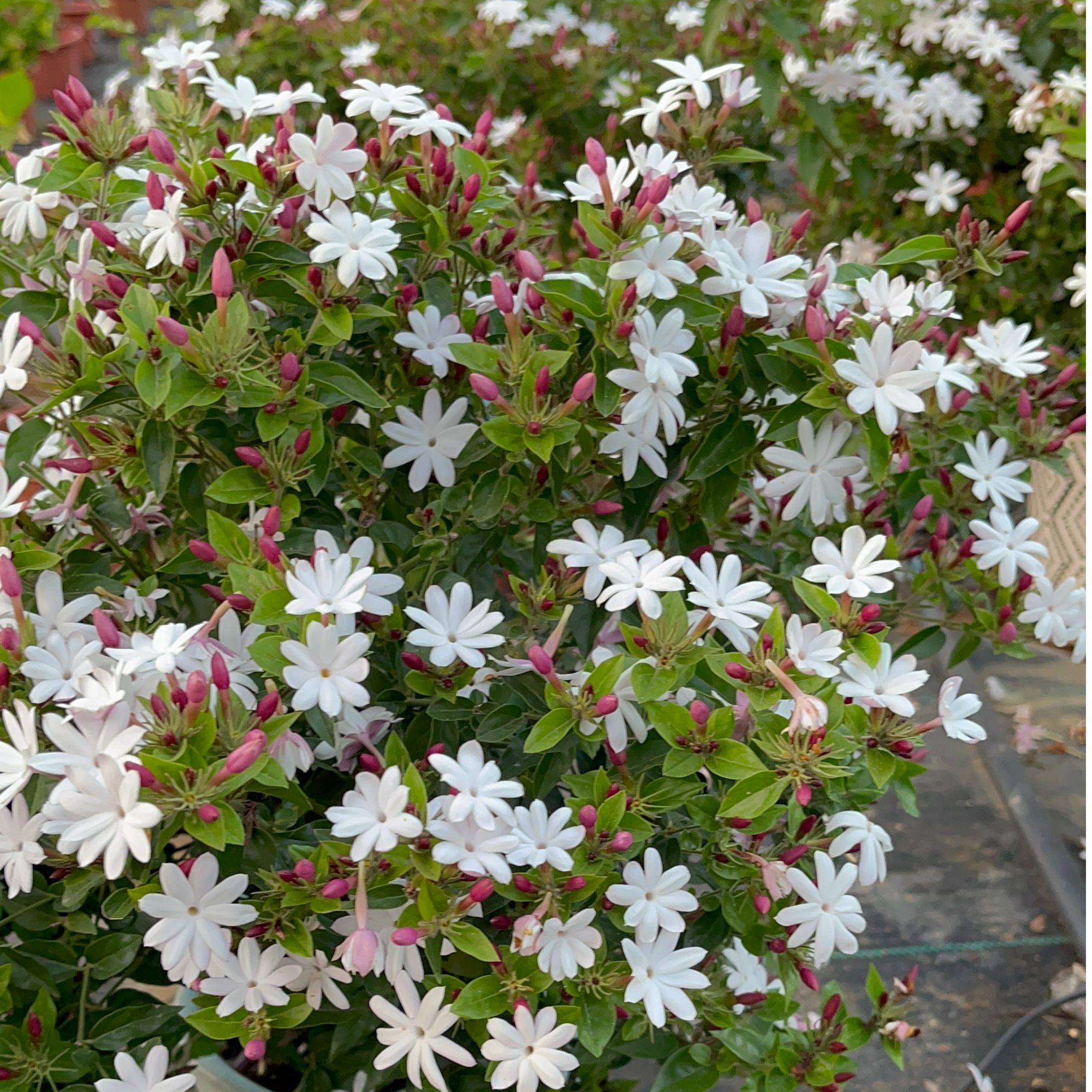 粉苞香水茉莉花苗四季开花越南笔尖水茉莉花勤花多年生耐寒好养护