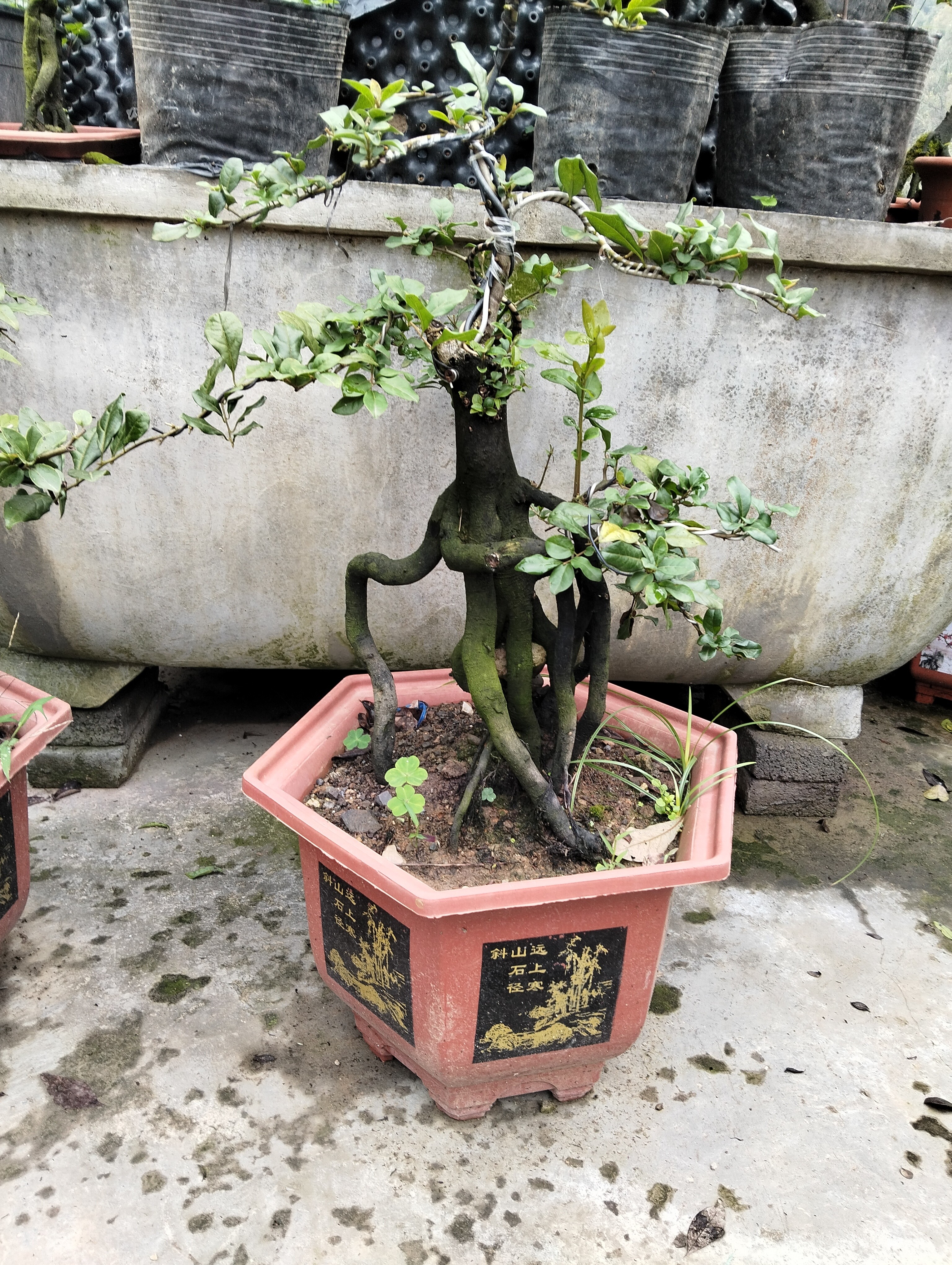 金弹子嫁接桩，老盆口，直播付米链接勿拍