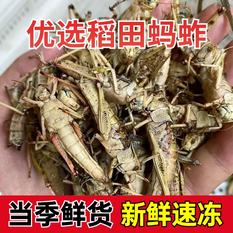 2024稻蝗蚱蜢蚂蚱当季新鲜冷冻可油炸干煸