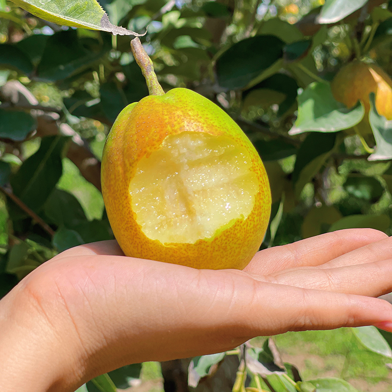 【买5斤送5斤】新疆库尔勒香梨 整箱10斤新鲜采摘新疆直发