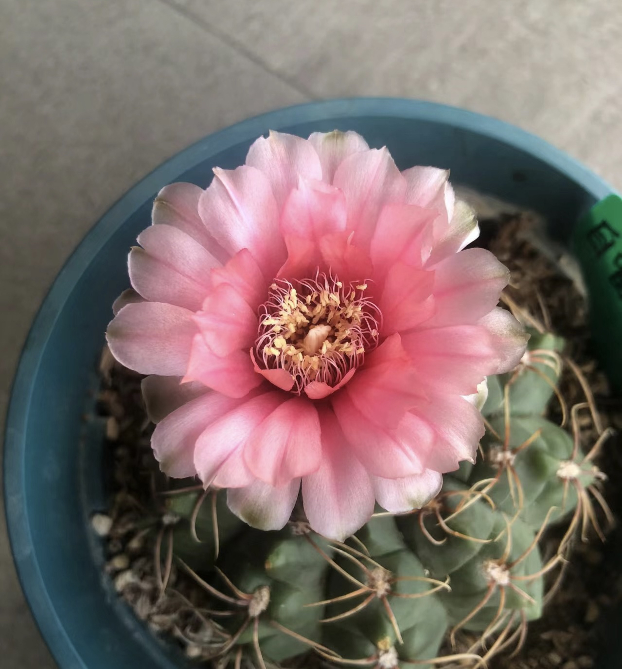 会开花的绯花玉仙人球