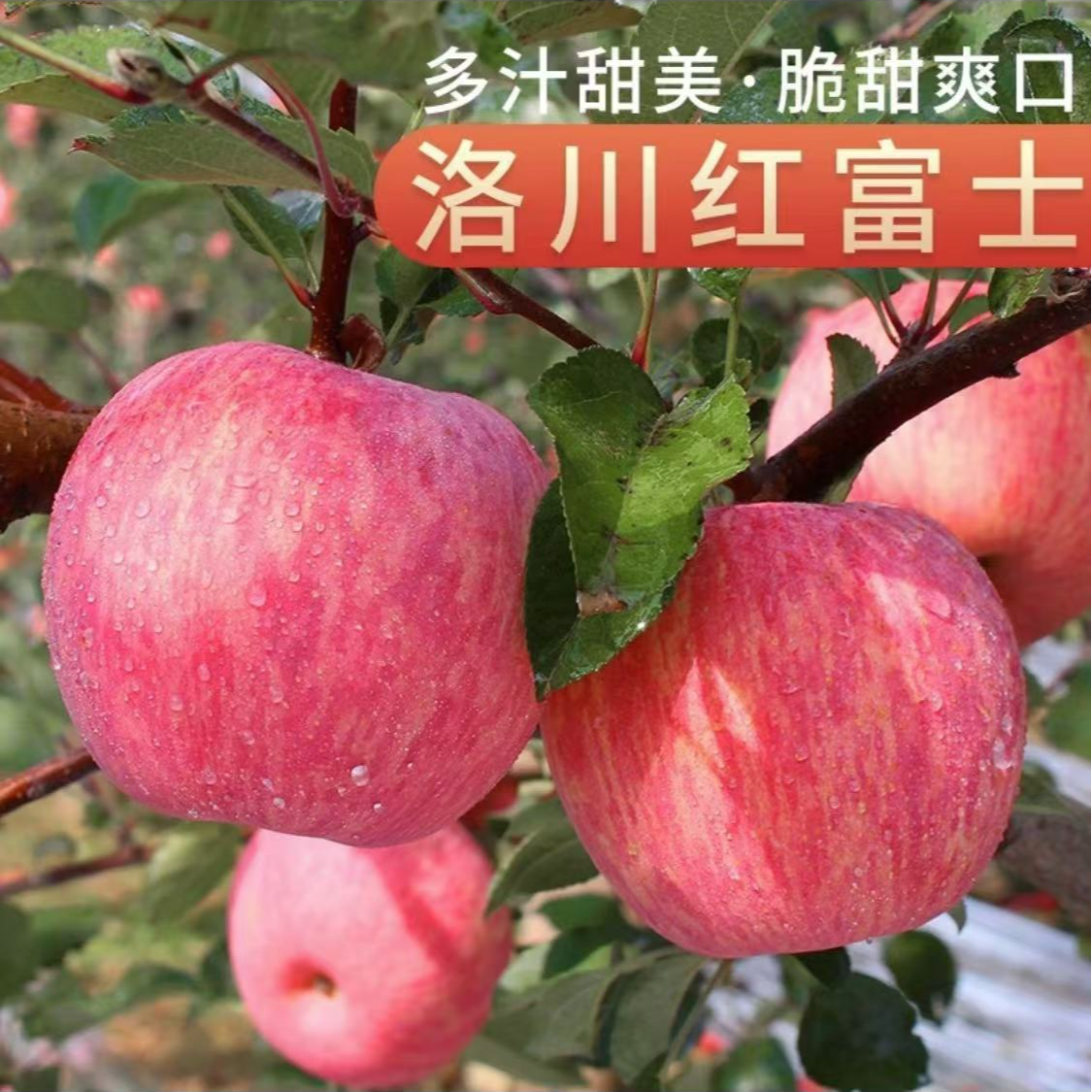 陕西新鲜大苹果多汁