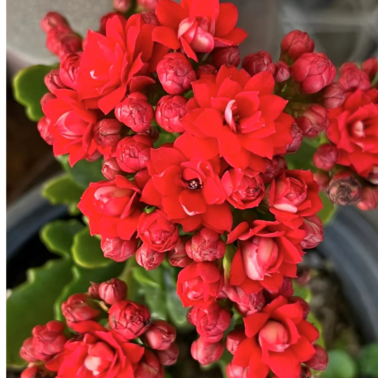 喜庆【以直播间展示为准】红色系列大花美观耐活植物盆栽