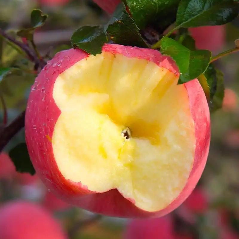 甘肃平凉静宁泾川红富士苹果冰糖心新鲜脆甜水果当季产地直发