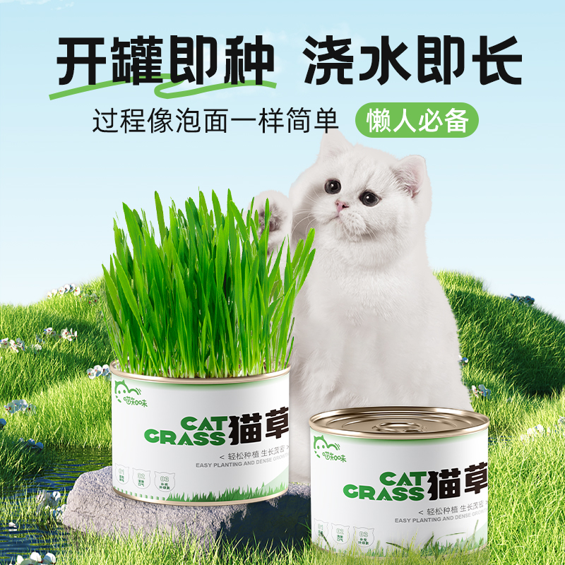 喵知味水培猫草盒罐头无土栽培猫薄荷清新鲜嫩优质食用去毛球化毛