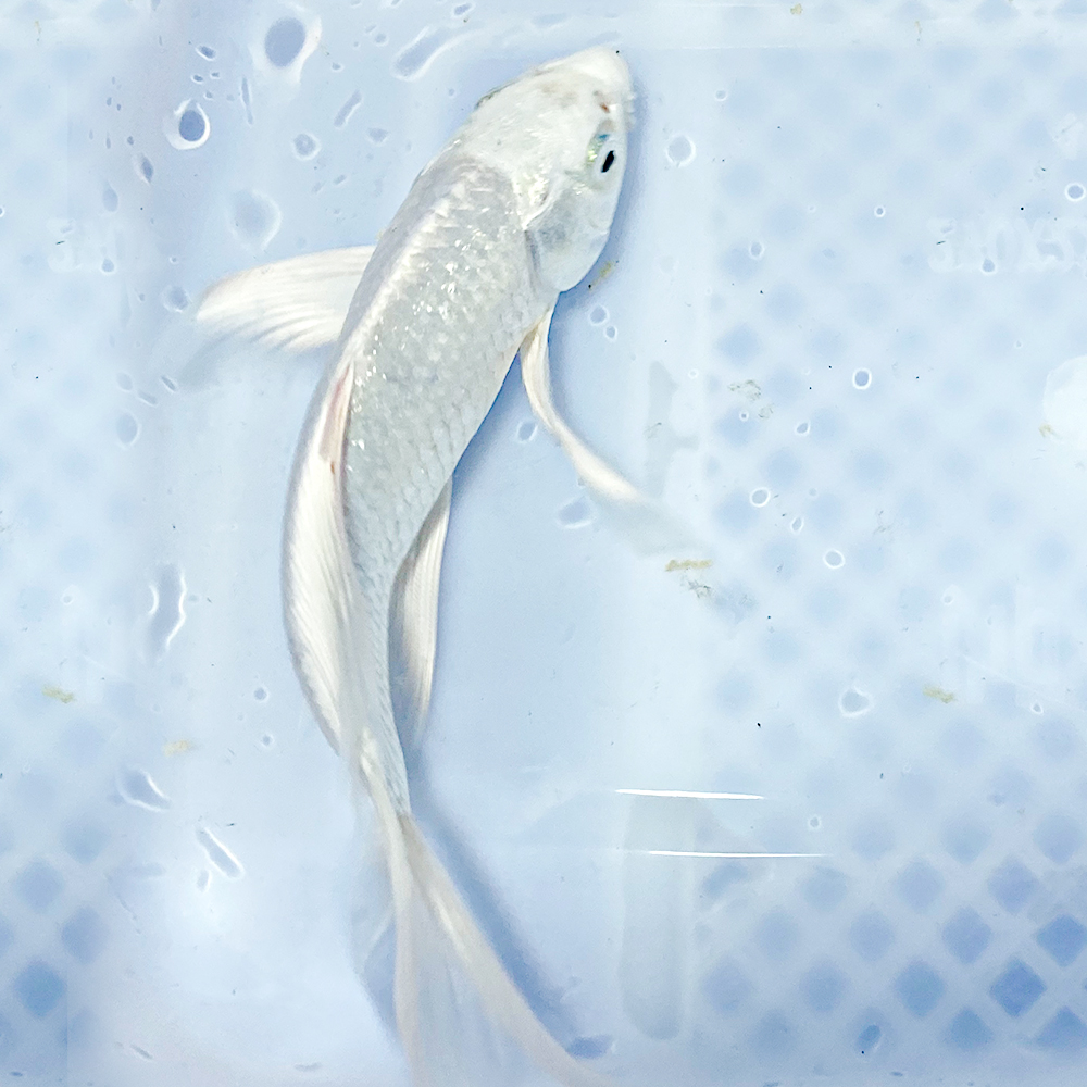 白金龙凤锦鲤2条 14-16公分 水族活体观赏鱼广温冷水鱼耐活锦鲤