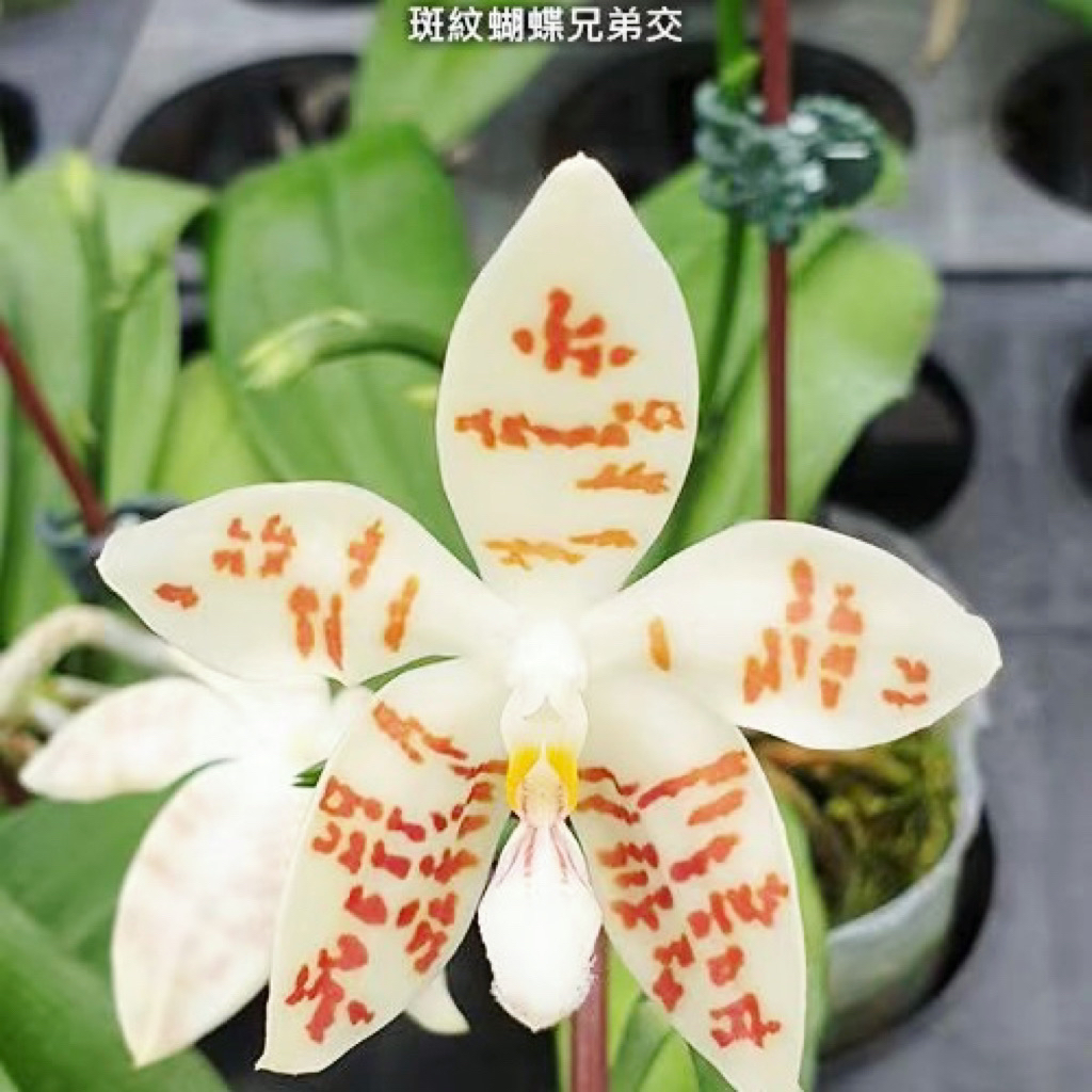 旭美杰哥原生种斑纹蝴蝶兰