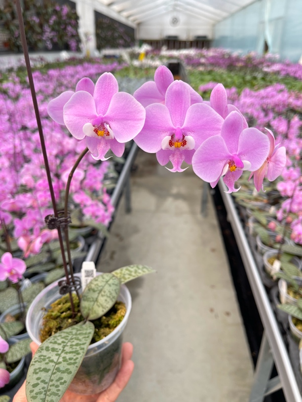 旭美杰哥原生种蝴蝶兰雪櫻