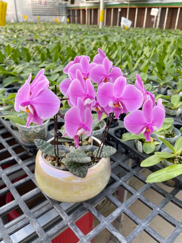 旭美杰哥原生种蝴蝶兰M405玫瑰香